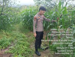 Bripda Sabar Immanuel Melakukan Pemantauan Pertumbuhan Jagung Pipil Didesa Tanjung