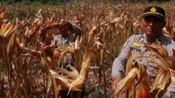 Kanit Binmas Polsek XIII Koto,Iptu Setya Widodo,SH Ikut Panen Jagung Pipil Didesa Koto Tuo Barat