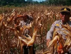 Kanit Binmas Polsek XIII Koto,Iptu Setya Widodo,SH Ikut Panen Jagung Pipil Didesa Koto Tuo Barat