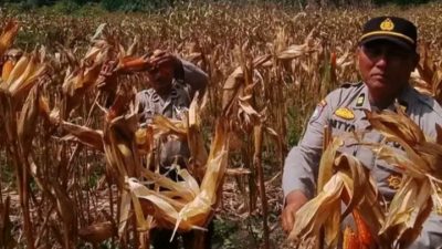 Kanit Binmas Polsek XIII Koto,Iptu Setya Widodo,SH Ikut Panen Jagung Pipil Didesa Koto Tuo Barat
