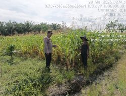 Kanit Binmas Polsek XIII Koto Kampar Pantau Perkembangan Jagung Pipil Didesa Koto Tuo