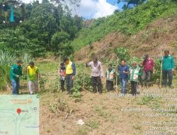 Kanit Binmas,Iptu Setya Widodo,SH Melaksanakan Penanaman Jagung Pipil Didesa Tabing