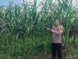 Bripka Idris Pastikan Program Hanpangan Didesa Koto Tuo Berjalan Optimal