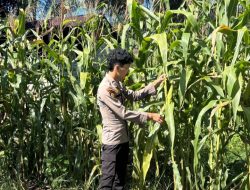 Bripda Sabar Immanuel Silaban Monitoring Pertumbuhan Jagung Pipil Didesa Tanjung