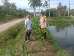 Aipda Ario Resmono Lakukan Pengecekan Kelahan Tanaman Jagung Pipil Didesa Koto Mesjid