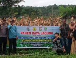 Kapolsek XIII Koto Kampar AKP Edi Candra ,SH Hadiri Panen Jagung Pipil Didesa Pongkai Istqomah