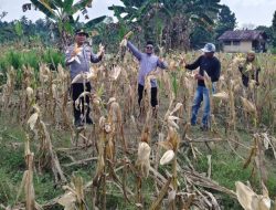 Lewat Program Polisi Cinta Petani, Polsek XIII Koto Kampar Hadir Panen Jagung Pipil Didesa Gunung Bungsu