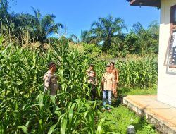 Dukung Hanpangan, Bripka Taufik Efendi Monitoring Pertumbuhan Jagung Pipil Didesa Pongkai Istiqomah