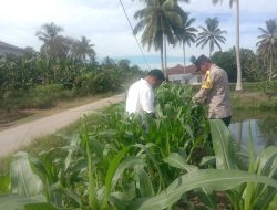 Penggerak Hanpangan Aipda Ario Resmono Pantau Pertumbuhan Jagung Pipil Didesa Koto Mesjid
