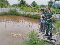 Babinsa Dampingi Pengelolaan Peternakan Ikan Patin Milik BUMDes Desa Kuala Tolam