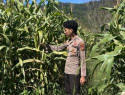 Dukung Hanpangan, Bripda Sabar Immanuel Monitoring Perkembangan Pertumbuhan Jagung Pipil Didesa Tanjung