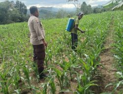 Bripka Suwarno Melaksanakan Pemantauan Pertumbuhan Jagung Pipil Didesa Balung