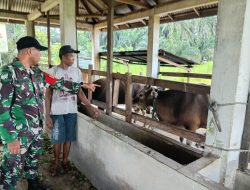 Antisipasi Penyakit Hewan, Babinsa Koramil 06 Siak Hulu Datangi Kandang Sapi Warga