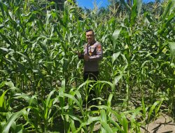 Kapolsek XIII Koto Kampar Turun Langsung Pantau Pertumbuhan Jagung Pipil Didesa Muara Takus