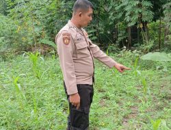 Aipda Prori Arpaini,SH Melakukan Pemantauan Pertumbuhan Jagung Pipil Didesa Ranah Sungkai