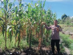 Bripka Idris Melakukan Pemantauan Pertumbuhan Jagung Pipil Didesa Koto Tuo