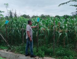 Bripka Taufik Efendi Monitoring Pertumbuhan Jagung Pipil Didesa Pongkai Istiqomah