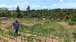 Penggerak Hanpangan, Aipda SR Sinaga Pantau Pertumbuhan Jagung Pipil Didesa Bandur Picak