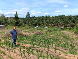 Penggerak Hanpangan, Aipda SR Sinaga Pantau Pertumbuhan Jagung Pipil Didesa Bandur Picak