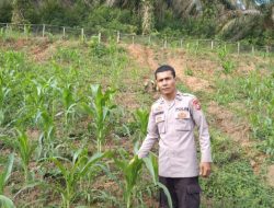 Aiptu Harrisman Pantau Pertumbuhan Jagung Pipil Didesa Lubuk Agung