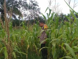 Bripka Suwarno Melaksanakan Pemantauan Pertumbuhan Jagung Pipil Didesa Balung