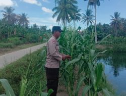 Penggerak Hanpangan Desa Koto Mesjid, Aipda Ario Resmono Pantau Pertumbuhan Jagung Pipil