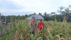 Penggerak Hanpangan Desa Koto Mesjid, Aipda Ario Resmono Pantau Pertumbuhan Jagung Pipil