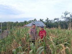 Aipda Prori Arpaini,SH Kembali Pantau Pertumbuhan Jagung Pipil Didesa Ranah Sungkai