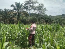Penggerak Hanpangan Desa Balung, Bripka Suwarno Pantau Pertumbuhan Jagung Pipil