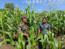 Ketahanan Pangan Sebagai Upaya Kemandirian,Babinsa Koramil 06 Siak Hulu Komsos Dengan Petani Jagung