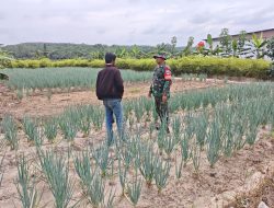 Babinsa Koramil 03/Bunut Dampingi Petani Rawat Bawang, Perkuat Ketahanan Pangan Desa