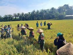 Panen Raya TNI Bersama Masyarakat, Wujud Nyata Dukungan Ketahanan Pangan Nasional di Rokan Hulu
