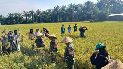 Panen Raya TNI Bersama Masyarakat, Wujud Nyata Dukungan Ketahanan Pangan Nasional di Rokan Hulu