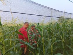 Babinsa Desa Delik Dampingi Petani Jagung Pantau Pertumbuhan Dukung Ketahanan Pangan