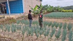 Babinsa Turun ke Kebun, Dorong Petani Bawang Daun Tingkatkan Produktivitas