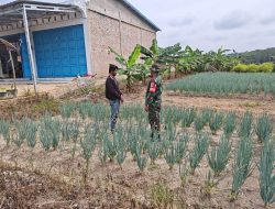 Babinsa Turun ke Kebun, Dorong Petani Bawang Daun Tingkatkan Produktivitas