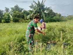 Babinsa Turun ke Kebun Dampingi Petani Rawat dan Panen Cabai di Desa Ransang