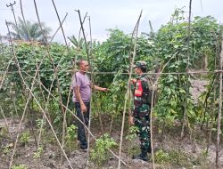 Babinsa Koramil 03/Bunut Dampingi Warga Cek Tanaman Kebun di Desa Lubuk Mandian Gajah
